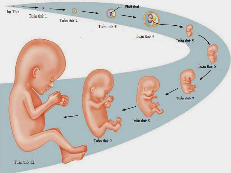 Tìm hiểu về sự phát triển của thai nhi qua 05 tuần đầu tiên